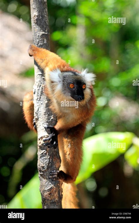 Black Lemur Eulemur Macaco Female Adult In A Tree Nosy Komba