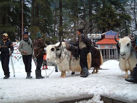 Shimla Manali Honeymoon Packages Shimla Manali Travel Packages Shimla Manali Tourism