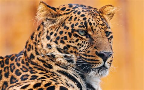 Wallpaper Leopard Face Spotted Look 1680x1050 Wallpaperup