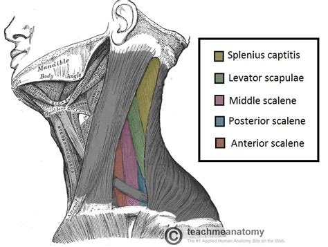 Posterior Triangle Of The Neck Subdivisions Teachmean