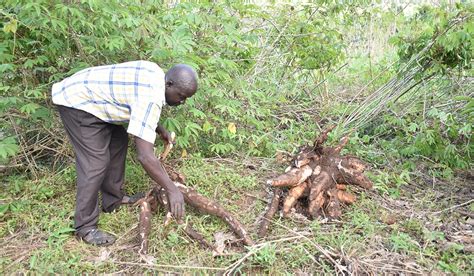 CASSAVA PRODUCTION National Agricultural Advisory Services