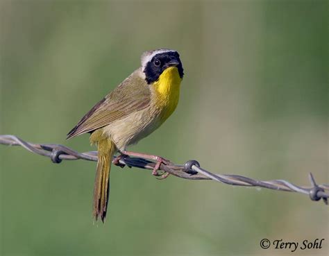 Common Yellowthroat South Dakota Birds And Birding