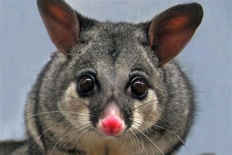 Keeping Possums Away From Your Garden The Environmentally