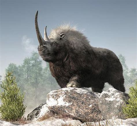 Woolly Rhino From The Ice Age Found In Russia The Hindu