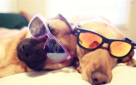 Dog Sunglasses Wallpapers Wallpaper Cave