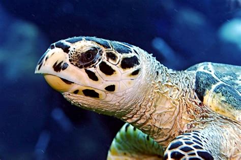 Hawksbill Sea Turtle Ocean Treasures Memorial Library