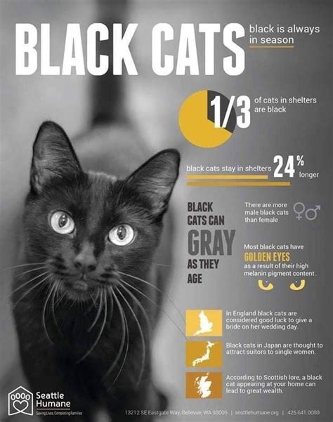 See a list of seven places to get free kittens, and learn about the hidden price tag. Cat Care Kittens Happy Black Cat Appreciation Day! - in ...