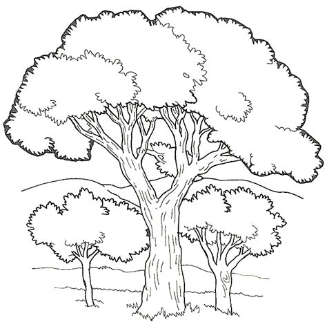 Free Coloring Pictures Of Trees Download Free Coloring Pictures Of