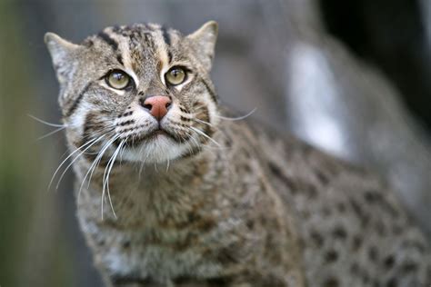 Beautiful Rare Wild Cat Species Memolition
