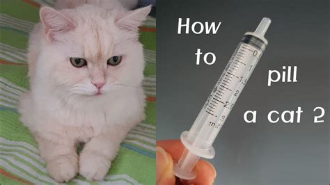 How To Medicate Cats 2 Using Syringe Youtube