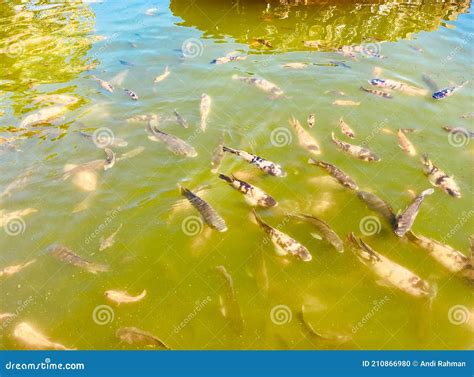 Goldfish In The Fish Pond Stock Photo Image Of Water 210866980