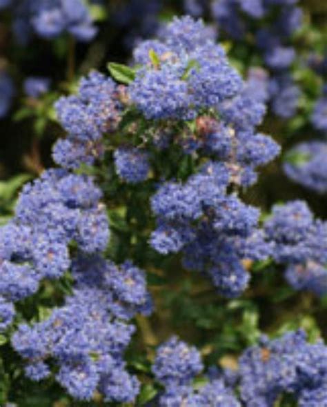 Bushy Compact Evergreen Shrub With Clusters Of Bright Blue Flowers In