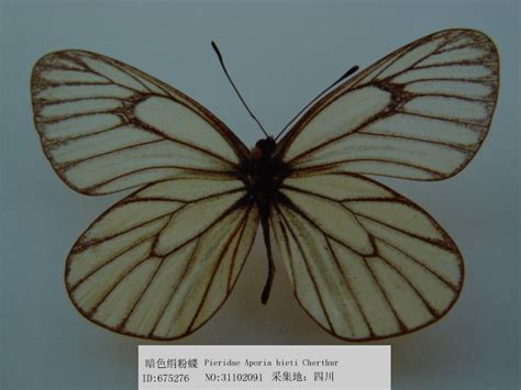 暗色绢粉蝶 Aporia Bieti 物种库 国家动物标本资源库
