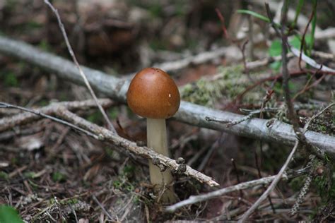 Amanita Fulva The Ultimate Mushroom Guide