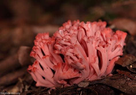 Pink Coral Fungi