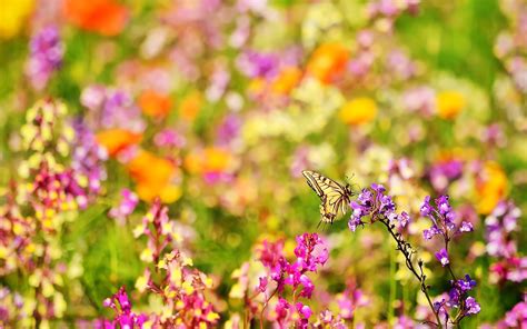 Download and use 1,000+ butterfly stock photos for free. Butterfly and Flower Wallpaper ·① WallpaperTag