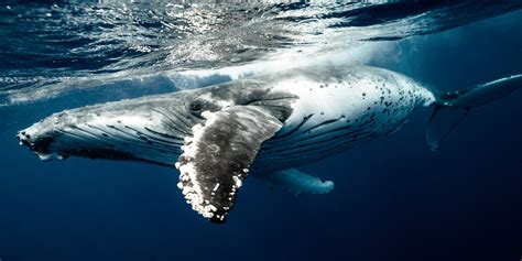 How Do Whales Sleep Arcticlook