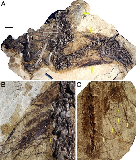A New Feather Type In A Nonavian Theropod And The Early Evolution Of