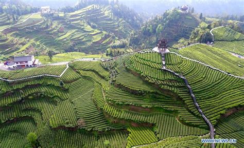 Tea Garden In Wujiatai Village In Chinas Hubei Cn