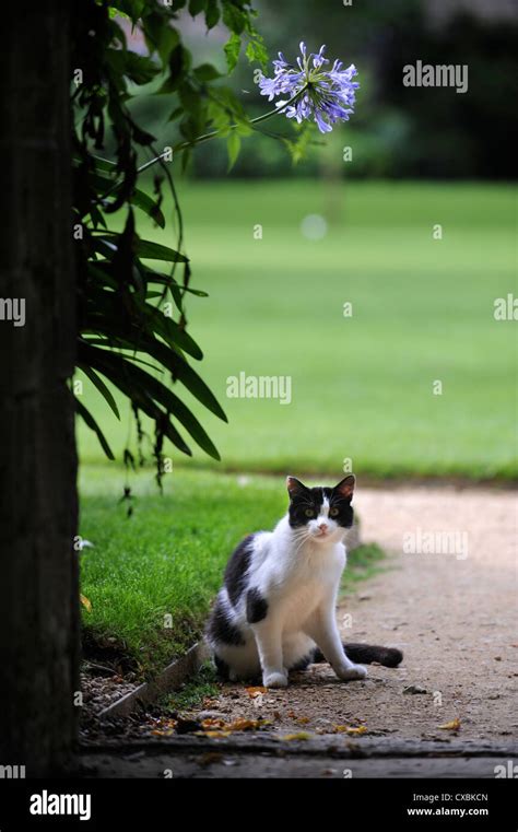 Arched Cat High Resolution Stock Photography And Images Alamy