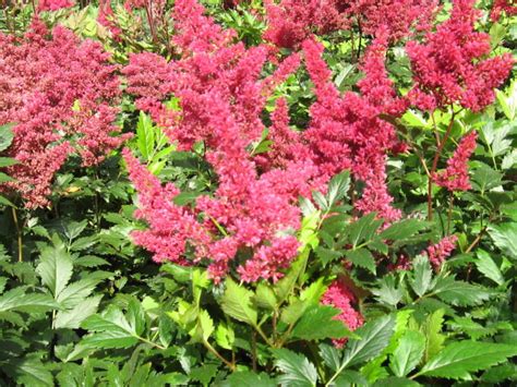 We did not find results for: Astilbe 'Montgomery' - Falls Village Flower Farm