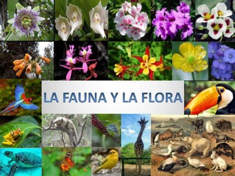 Flora Y Fauna Imagui