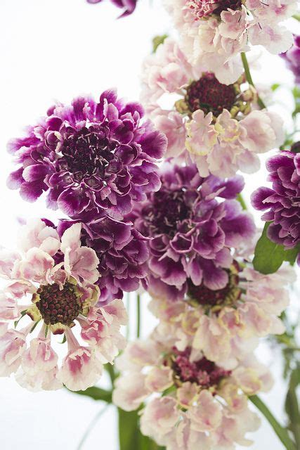 Scabiosa Purple Flower Arrangements Purple Wedding Flowers