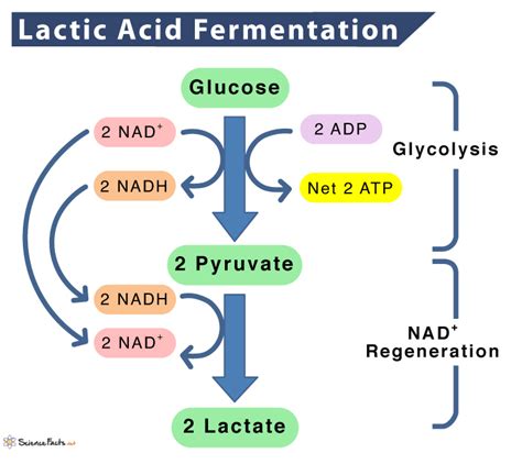 Lactic Acid Fermentation Definition Process Equation Examples