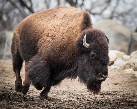 Most Powerful Herbivores In The World Worldatlas