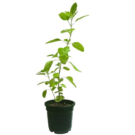 Buy Growkaro Live Tulsi Holy Basil With Assorted Pot For Home