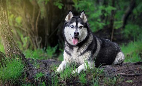 Siberian Husky All Big Dog Breeds