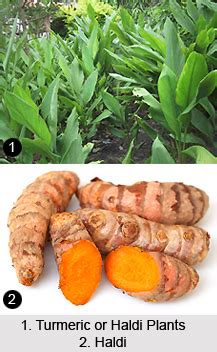 Ravichandran c vs dr p v ouseph. Haldi, Turmeric, Indian Medicinal Plant