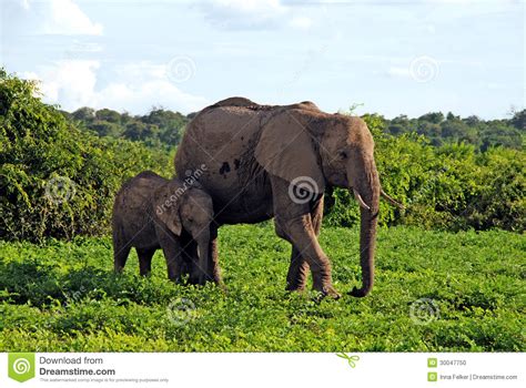 Mother And Baby African Elephants Botswana Africa Stock