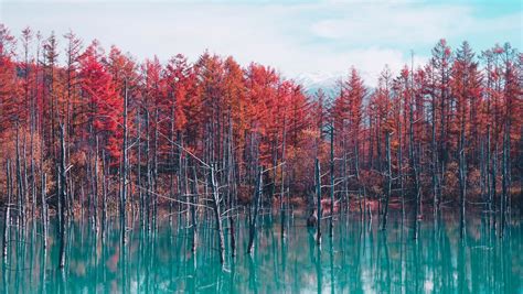 1360x768 Autumn Lake Reflection Trees Laptop Hd Hd 4k Wallpapers