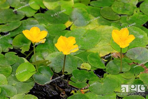 Yellow Floating Heart Nymphoides Peltata Blooming At Gardenpond