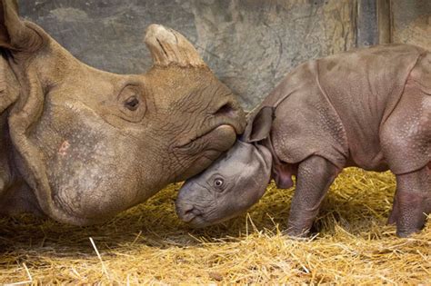 Baby Rhino The Latest Sensation At The Toronto Zoo