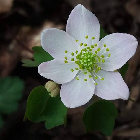 White Flower 6 Petals By Erarebirth On Deviantart