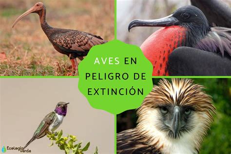 64 Aves En Peligro De Extinción Especies Y Fotos
