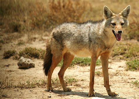 Dangerous of Wild Animals: Jackal