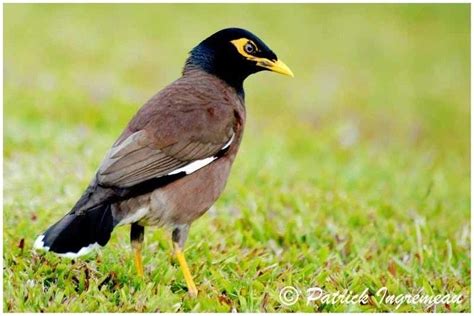 Unless, they ramsack your whole house or something, then they're only considered a pest. Common myna - Alchetron, The Free Social Encyclopedia