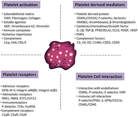 Frontiers Platelets In Skin Autoimmune Diseases