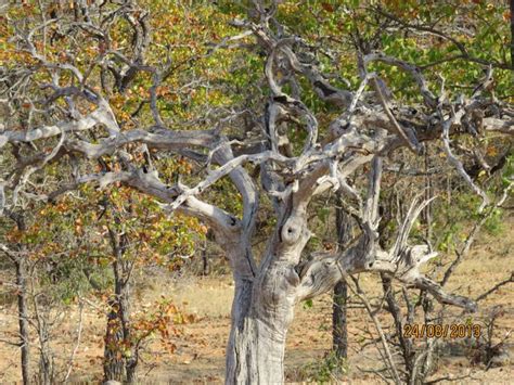 Stunning Tree Hoedspruit Limpopo South Africa Limpopo South Africa