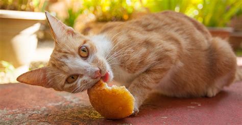 Can Cats Eat Bread A Complete Guide To Cats And Bread Cute Cats And
