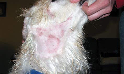 Recurrent Skin Infection Treatment And Owner Education Clinicians Brief