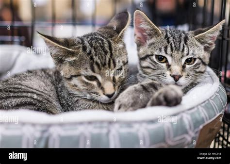 Two Tabby Kittens Siblings Cuddling In Cage Stock Photo Alamy