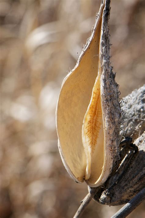 The seed pods are smooth and a little more slender than those of common milkweed which has plump pods with a prickly surface. Milkweed seedpod | Milkweed, Seed pods, Asclepias
