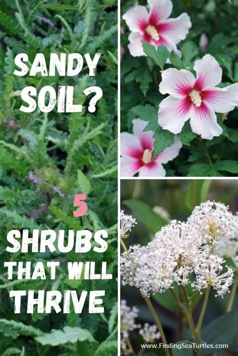 Shrubs That Grow In Sandy Soil