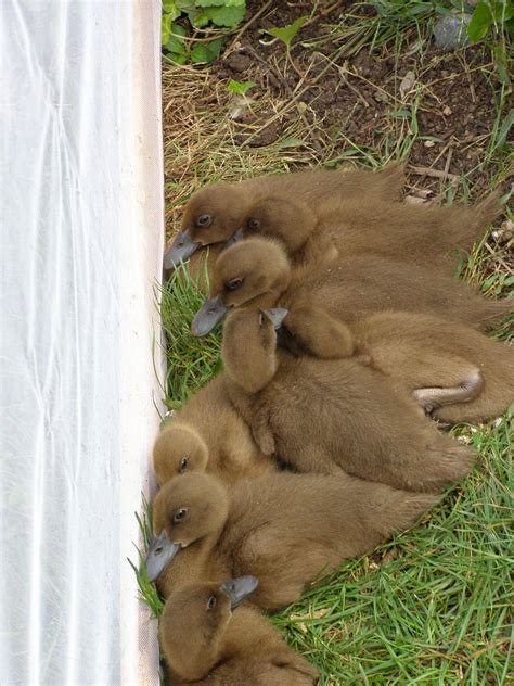 We did not find results for: Khaki Campbell ducklings | Khaki campbell ducks, Ducklings ...