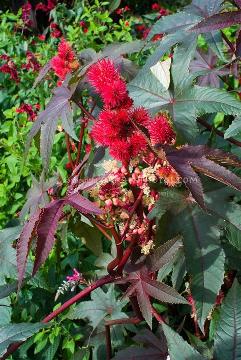 Flying 2 red gomberg spiky ball wind socks/line laundry, from a 16ft. Ricinus communis castor oil plant showing plant foliage ...