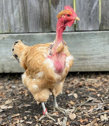 Naked Neck Pullets Seabreeze Hens